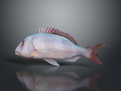 Pinkish White Fish With Red Fins And Red Eyes On Gray Background With Reflection 3d model