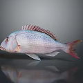 Pinkish White Fish With Red Fins And Red Eyes On Gray Background With Reflection