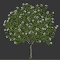 Hydrangea Tree Landscape Shrub Tree Flower-bed Tree Pond Street Tree 3d model