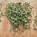 Lush Twisted Vines with Green Leaves and White Flowers on Wooden Background