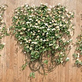 Rose Rosa Vine Plant Climbing Vine Green Plant Flower Wall 3d model