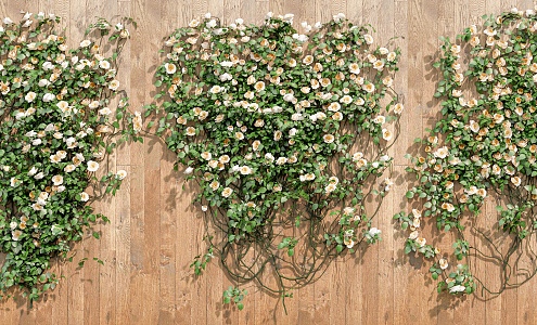 Rose Rosa Vine Plant Climbing Vine Green Plant Flower Wall 3d model