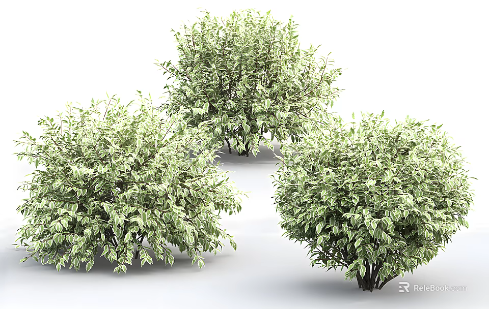 Three Lush Green Leafy Shrubs with Dense Foliage for Garden Landscaping Design 3d model 