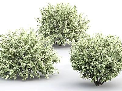 Three Lush Green Leafy Shrubs with Dense Foliage for Garden Landscaping Design 3d model