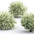 Three Lush Green Leafy Shrubs with Dense Foliage for Garden Landscaping Design
