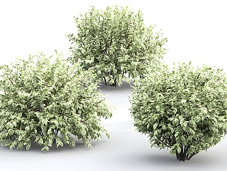 Shrub combination grass plant green plant shrub landscape 3d model