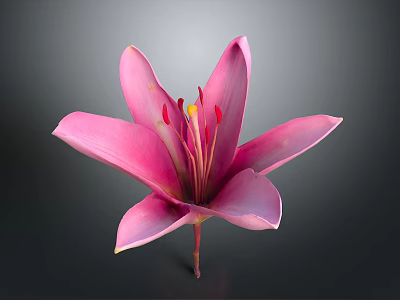 Vibrant Pink Lily Flower Blooming with Open Petals on Dark Background 3d model