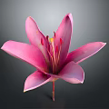 Vibrant Pink Lily Flower Blooming with Open Petals on Dark Background