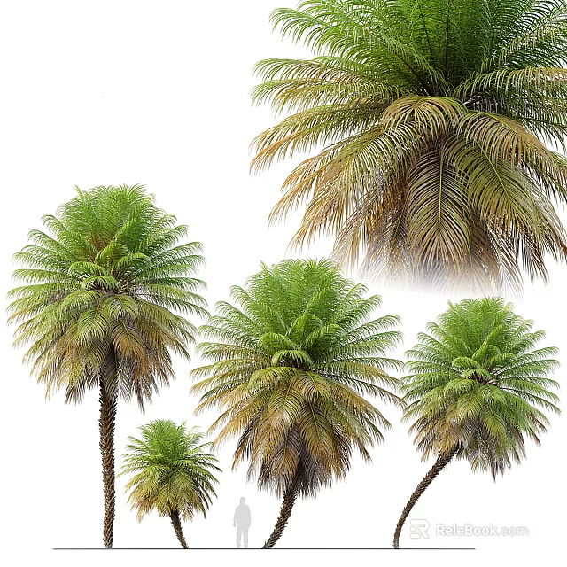 Tall and Short Palm Trees With Lush Green and Brown Fronds in Various Sizes 3d model 