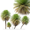 Tall and Short Palm Trees With Lush Green and Brown Fronds in Various Sizes