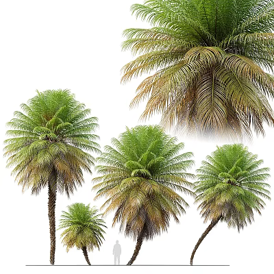 Tall and Short Palm Trees With Lush Green and Brown Fronds in Various Sizes 3d model