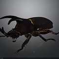 Large Horned Beetle With Shiny Dark Exoskeleton And Detailed Legs On Dark Background