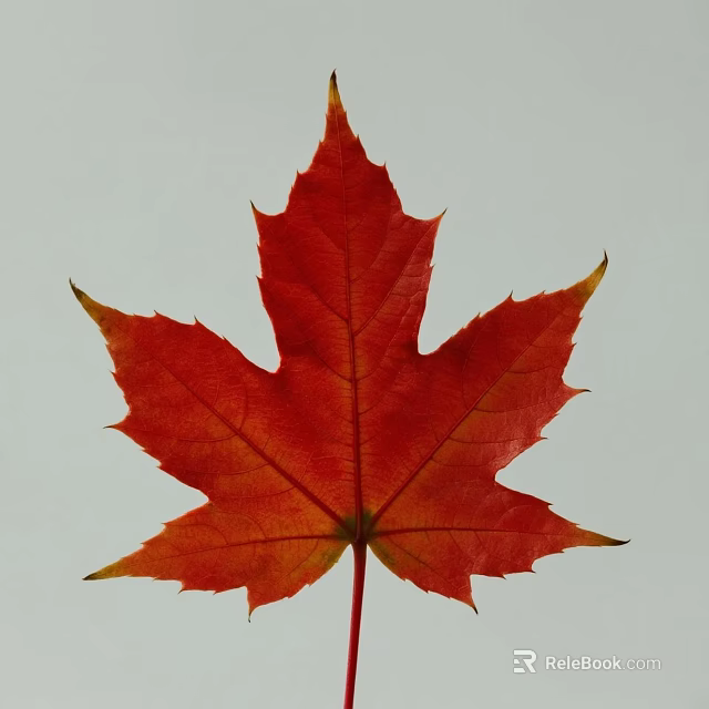 Vibrant Red Autumn Maple Leaf With Detailed Veins On White Background 3d model 