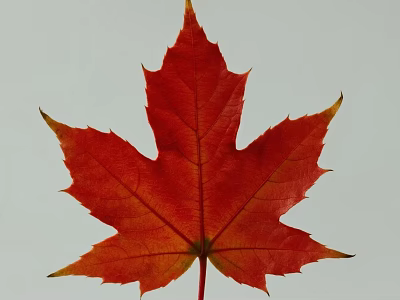 Vibrant Red Autumn Maple Leaf With Detailed Veins On White Background 3d model