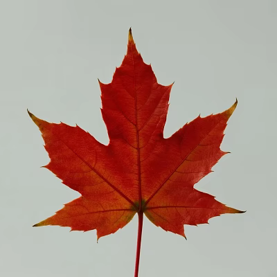 maple leaf leaf leaf leaf plant specimen 3d model maple leaf leaf leaf leaf plant specimen 3d model