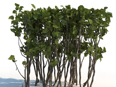 Shrubs With Lush Green Leaves And Slender Branches For Garden Decoration 3d model