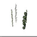 Green Vines With Small Leaves And Large Fern Leaves On White Background