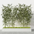 Lush and Tall Bamboo Growing in White Rectangular Planter Against Light Colored Wall