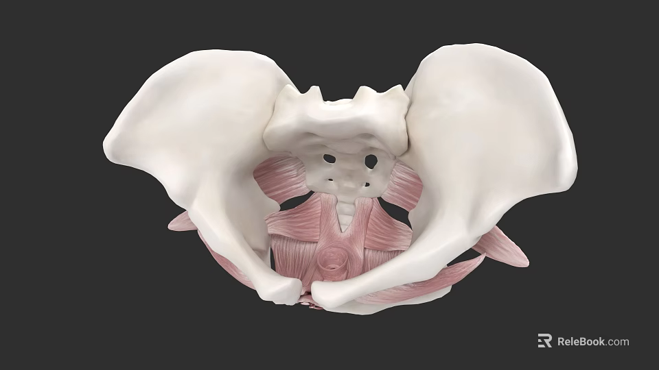 Detailed View Of Pelvic Organs Anatomical Model With Skeletal Structure And Muscles 3d model 