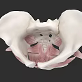 Detailed View Of Pelvic Organs Anatomical Model With Skeletal Structure And Muscles