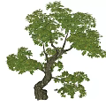 Modern Tree Modeling Landscape Tree 3d model