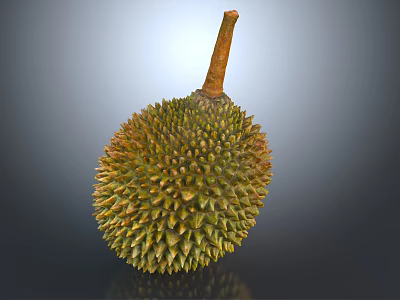 Fresh Ripe Durian Tropical Fruit With Spiky Outer Skin Isolated On Gray Background 3d model