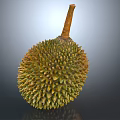 Fresh Ripe Durian Tropical Fruit With Spiky Outer Skin Isolated On Gray Background