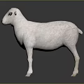 Single White Sheep Standing On Black Background With Reflection On Surface 3d model