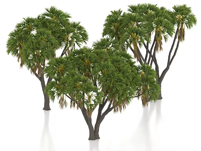 Palm Trees Tropical Trees Tropical Plants Landscape Trees Street Trees Ornamental Trees 3d model