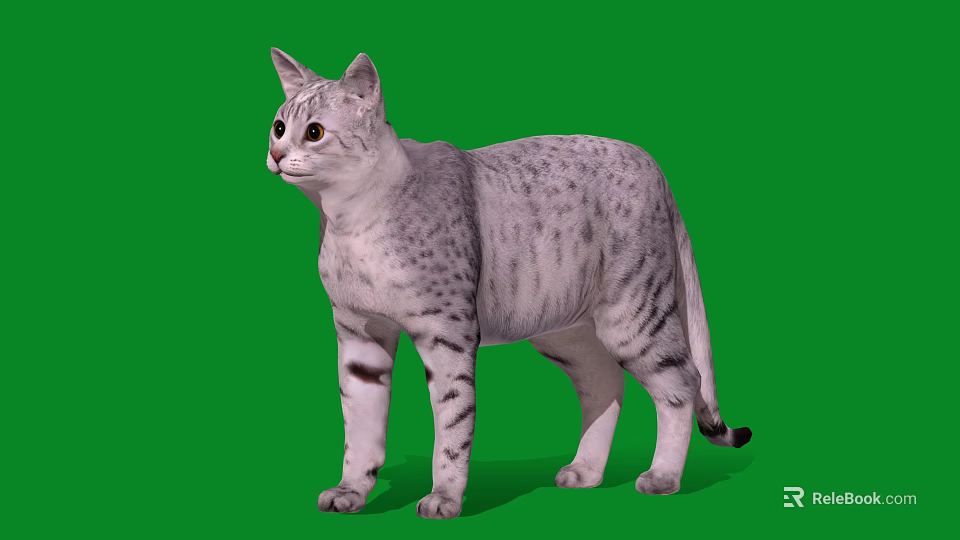 Silver Tabby Cat With Striped Fur Standing On Green Background Side View 3d model 