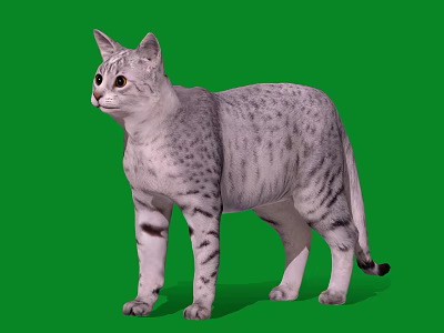 Silver Tabby Cat With Striped Fur Standing On Green Background Side View 3d model