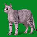 Silver Tabby Cat With Striped Fur Standing On Green Background Side View
