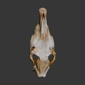 Animal Skull With Horns Showing Natural Bone Structure Of Fur Bearing Mammal