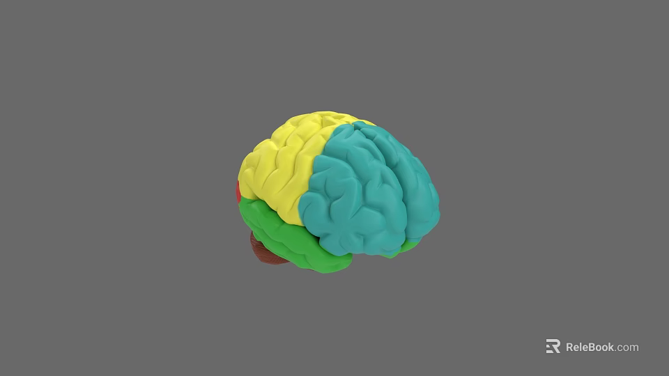 Human Brain 3D Anatomical Model Showing Colored Regions And Textured Surface 3d model