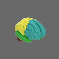 Human Brain 3D Anatomical Model Showing Colored Regions And Textured Surface 3d model