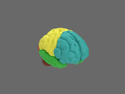 Human Brain 3D Anatomical Model Showing Colored Regions And Textured Surface 3d model