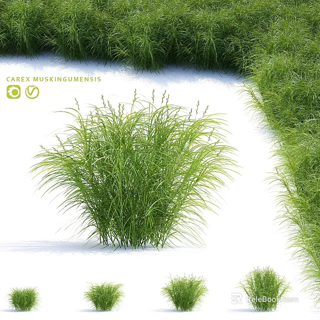 Green Shrub With Lush Foliage Growing In Clump On White Ground Surrounded By Greenery 3d model 