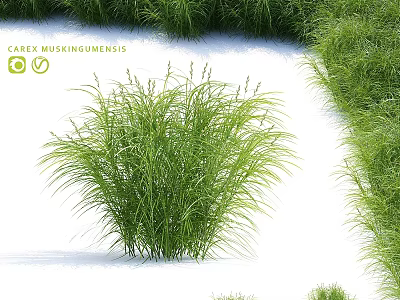 Green Shrub With Lush Foliage Growing In Clump On White Ground Surrounded By Greenery 3d model