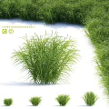 Green Shrub With Lush Foliage Growing In Clump On White Ground Surrounded By Greenery