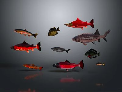 Various Fish Species With Different Colors And Shapes Displayed On Dark Background 3d model