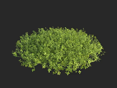Lush Green Aquatic Plants Growing As Thick Healthy Clump In Water 3d model
