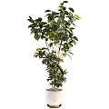 Lush Bonsai Potted Plant With Large Shiny Green Leaves And Healthy Growth