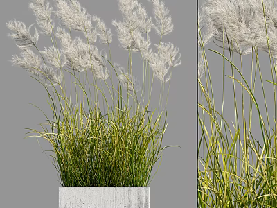 White Feathery Grass Bonsai Potted Plant with Green Yellow Leaves in Gray Square Concrete Pot 3d model