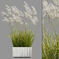 White Feathery Grass Bonsai Potted Plant with Green Yellow Leaves in Gray Square Concrete Pot