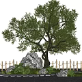 Modern Oil Olive Tree Courtyard Landscape Trees Street Trees Garden Trees 3d model