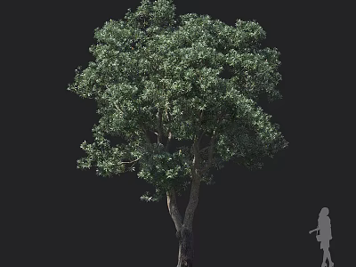 Tall Arbor with Dense Green Foliage and Brown Trunk Beside Human Silhouette 3d model