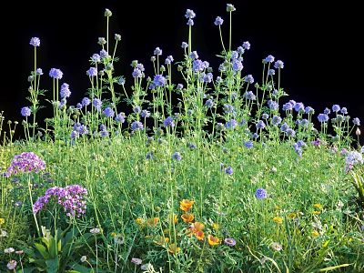 Vibrant Colorful Flowers And Grass In Natural Outdoor Meadow With Purple Pink Yellow Blooms 3d model