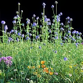 Vibrant Colorful Flowers And Grass In Natural Outdoor Meadow With Purple Pink Yellow Blooms