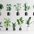 Diverse Bonsai Potted Plants With Various Leaf Shapes And Black White Pots