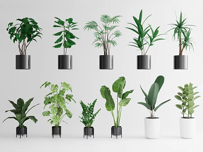 Diverse Bonsai Potted Plants With Various Leaf Shapes And Black White Pots 3d model